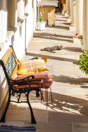 Foto de Un gato en la puerta paso en un día soleado - Imagen libre de derechos