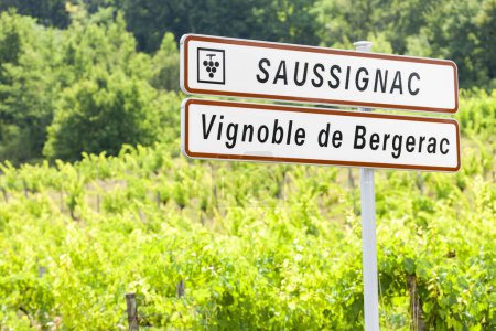 Téléchargez les photos : Vignoble de Saussignac dans la région de Bergerac, Dordogne Départ, France - en image libre de droit