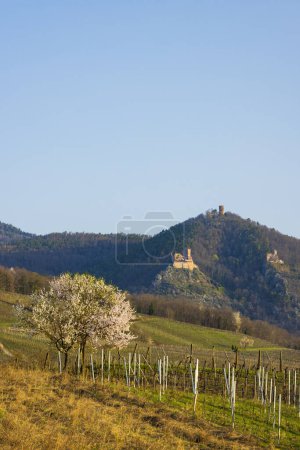 Téléchargez les photos : Chateau de Saint-Ulrich ruins, Chateau du Girsberg ruins and Chateau du Haut-Ribeaupierre near Ribeauville, Alsace, France - en image libre de droit