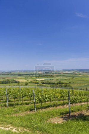 Téléchargez les photos : Vignobles près de Mailberg, Basse-Autriche, Autriche - en image libre de droit