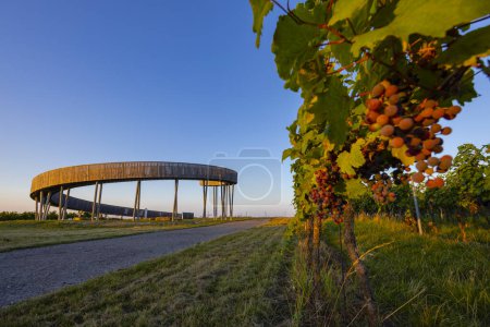Photo for Trail above the vineyards lookout point, Kobyli vrch, Kobyli, Southern Moravia, Czech Republic - Royalty Free Image