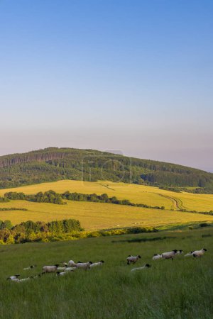 Téléchargez les photos : Paysage printanier avec moutons blancs dans les Carpates blanches, République tchèque - en image libre de droit