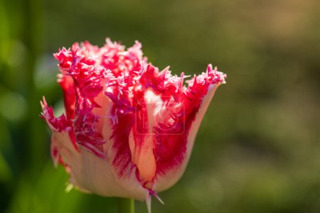 Téléchargez les photos : Macro shot de tulipe avec gouttes d'eau, jardin fleuri Keukenhof, Lisse, Pays-Bas - en image libre de droit