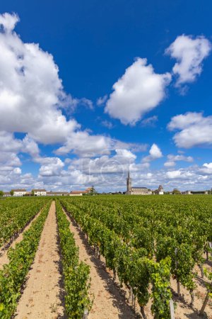Téléchargez les photos : Vignobles typiques près de Pomerol, Aquitaine, France - en image libre de droit