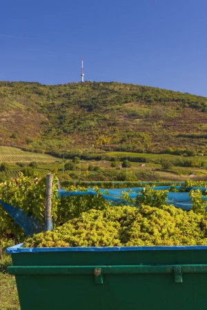 Téléchargez les photos : Collection de raisins à l'époque vintage, région de Tokaj, Grande plaine et du Nord, Hongrie - en image libre de droit