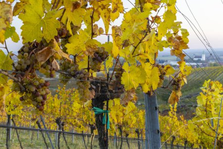 Téléchargez les photos : Vignoble automnal avec village d'Unterretzbach, Basse-Autriche, Autriche - en image libre de droit