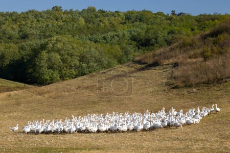 Téléchargez les photos : Troupeau d'oies en plein air, Hongrie - en image libre de droit