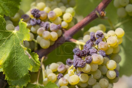 Foto de Uvas típicas con botrytis cinerea para vinos dulces, Sauternes, Burdeos, Aquitania, Francia - Imagen libre de derechos