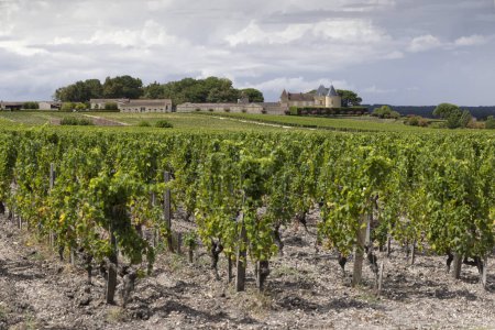 Foto de Viñedos típicos cerca de Chateau d Yquem, Sauternes, Burdeos, Aquitania, Francia - Imagen libre de derechos