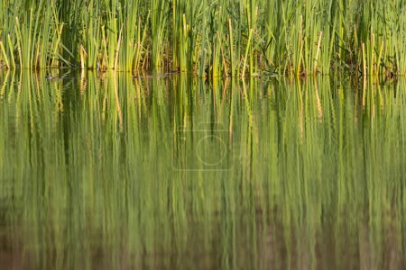 Photo for Rezabinec pond, Southern Bohemia, Czech Republic - Royalty Free Image
