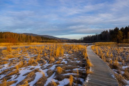 Téléchargez les photos : Réserve naturelle Olsina, Sumava National Park, République tchèque - en image libre de droit