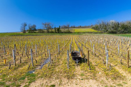 Foto de Spring vineyards near Beaune, Burgundy, France - Imagen libre de derechos