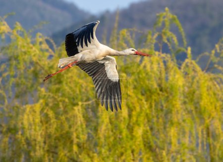 Photo for White stork (ciconia ciconia), early spring near Hunawihr, Alsace, France - Royalty Free Image