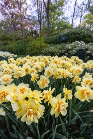 Foto de Narcissus jonquilla, rush narcis or jonquil, Keukenhof flower garden, Lisse, Países Bajos - Imagen libre de derechos
