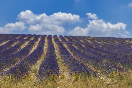 Foto de Lavender field near Montbrun les Bains and Sault, Provence, France - Imagen libre de derechos