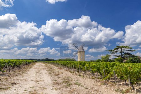Photo for Vineyards with Lamarque windmill, Haut-Medoc, Bordeaux, Aquitaine, France - Royalty Free Image