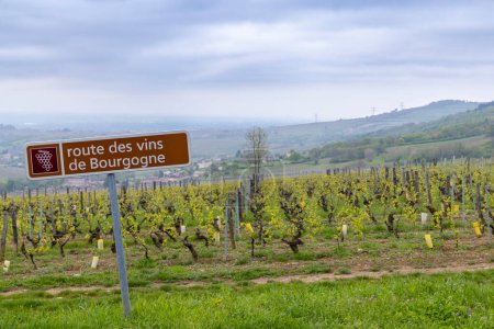 Photo for Wine road near Saint-Veran and Macon, Burgundy, France - Royalty Free Image