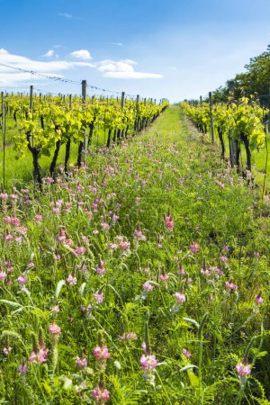 Téléchargez les photos : Espacement floral dans le vignoble biologique, Moravie, République tchèque - en image libre de droit