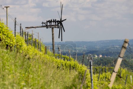 Téléchargez les photos : Vignoble avec moulin à vent appelé klapotetz dans le sud de la Styrie, Autriche - en image libre de droit