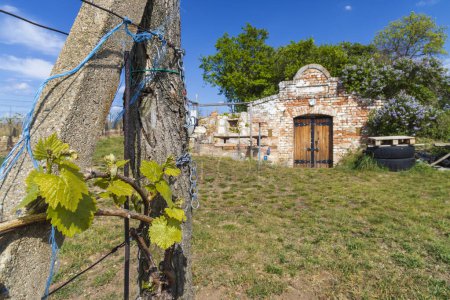 Téléchargez les photos : Cave à vin, région de Palava, Moravie du Sud, République tchèque - en image libre de droit