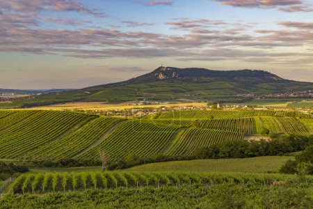 Téléchargez les photos : Vignobles sous Palava près de Dolni Dunajovice, Moravie du Sud, République tchèque - en image libre de droit