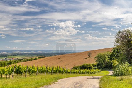 Foto de Viñedos cerca de Polesovice, Moravia del Sur, República Checa - Imagen libre de derechos
