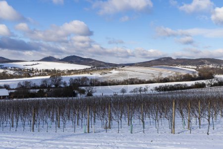 Foto de Paisaje con viñedos, Eslovaco, Sur de Moravia, República Checa - Imagen libre de derechos