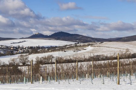 Photo for Landscape with vineyards, Slovacko, Southern Moravia, Czech Republic - Royalty Free Image