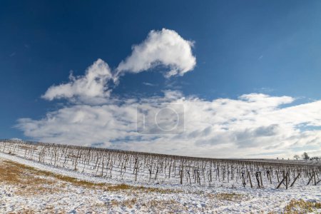 Téléchargez les photos : Paysage avec vignobles, Slovaquie, Moravie du Sud, République tchèque - en image libre de droit