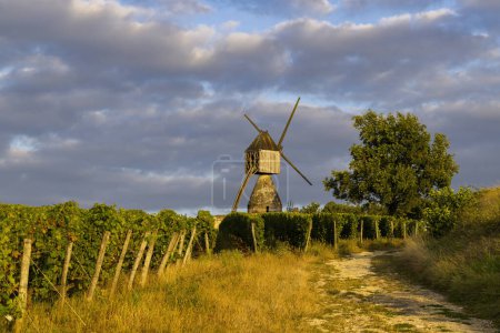 Foto de Molino de viento de La Tranchee y viñedo cerca de Montsoreau, Pays de la Loire, Francia - Imagen libre de derechos