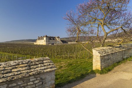 Photo for Clos de Vougeot castle, Cote de Nuits, Burgundy, France - Royalty Free Image