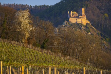 Téléchargez les photos : Ruines du Château de Saint-Ulrich près de Ribeauville, Alsace, France - en image libre de droit