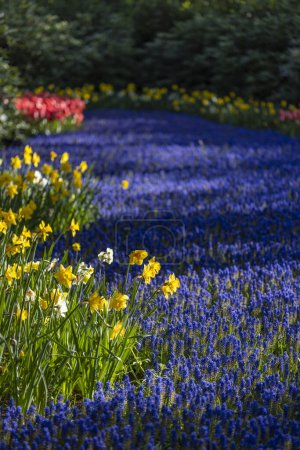 Téléchargez les photos : Muscari flowers (Muscari armeniacum) et Narcisse jonquilla, rush narcis in Keukenhof flower garden, Lisse, Pays-Bas - en image libre de droit