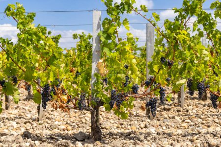 Téléchargez les photos : Vignobles près de Saint-Julien-Beychevelle, Bordeaux, Aquitaine, France - en image libre de droit