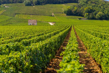 Téléchargez les photos : Vignobles typiques près de Clos de Vougeot, Côte de Nuits, Bourgogne, France - en image libre de droit