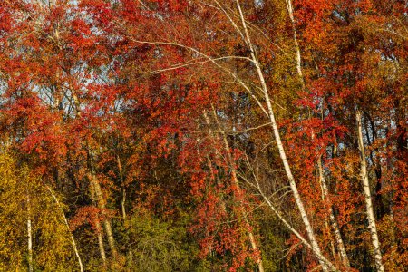 Téléchargez les photos : Paysage typique d'automne dans la région de Trebonsko en Bohême du Sud, République tchèque - en image libre de droit
