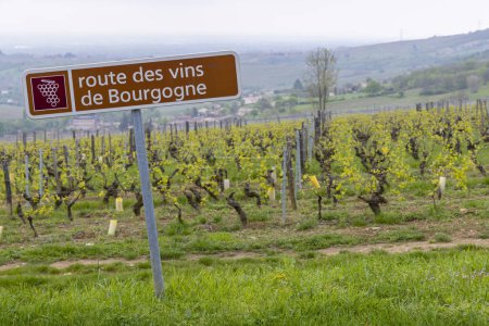 Foto de Ruta del vino cerca de Saint-Veran y Macon, Borgoña, Francia - Imagen libre de derechos