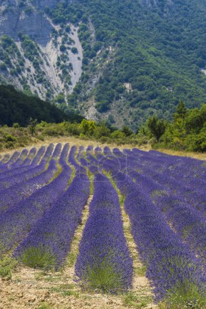 Téléchargez les photos : Lavender field near Montbrun les Bains and Sault, Provence, France - en image libre de droit