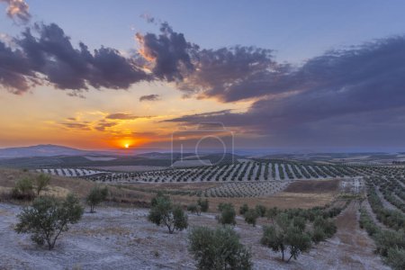 Photo for Typical Andalusian landscape during sunset, Spain - Royalty Free Image