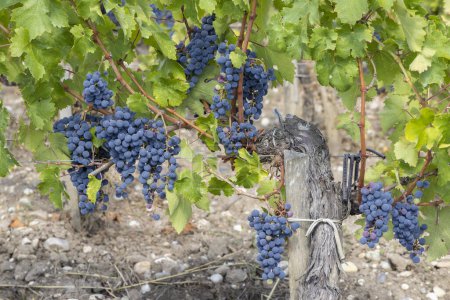 Téléchargez les photos : Vignobles avec Merlot près de Château Dauzac, Margaux, Medoc, Bordeaux, Aquitaine, France - en image libre de droit