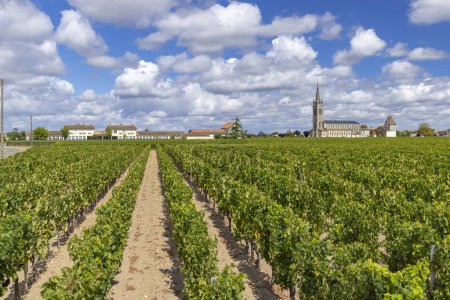 Téléchargez les photos : Vignobles typiques près de Pomerol, Aquitaine, France - en image libre de droit