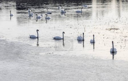 Foto de Cisnes en el estanque de primavera - Imagen libre de derechos