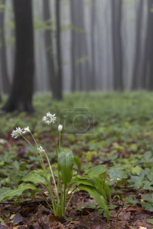 Foto de Osos de ajo, bosque de hayas de primavera en Cárpatos Blancos, Moravia del Sur, República Checa - Imagen libre de derechos