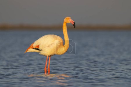 Foto de Flamingo en Parc Naturel regional de Camargue, Provenza, Francia - Imagen libre de derechos
