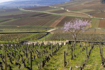 Téléchargez les photos : Vignobles au début du printemps près d'Aloxe-Corton, Bourgogne, France - en image libre de droit