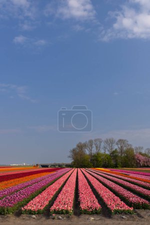Photo for Field of tulips near Lemmer, Friesland, Netherlands - Royalty Free Image