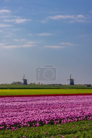 Téléchargez les photos : Field of tulips with Ondermolen windmill near Alkmaar, The Netherlands - en image libre de droit