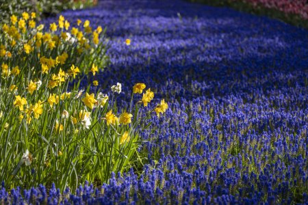 Foto de Muscari flowers (Muscari armeniacum) y Narcissus jonquilla, rush narcis in Keukenhof flower garden, Lisse, Países Bajos - Imagen libre de derechos