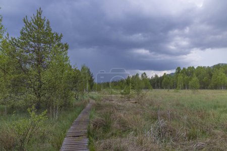 Téléchargez les photos : Tourbière près de Soumarsky le plus (Soumarske raseliniste), Parc national Sumava, République tchèque - en image libre de droit
