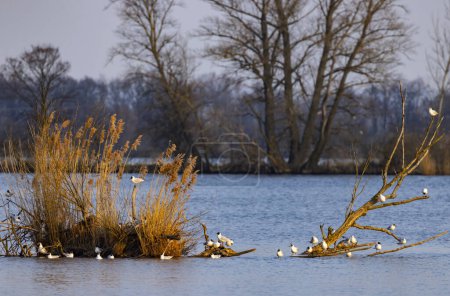 Téléchargez les photos : Goéland à tête noire, étang Jaroslavice, région de Znojmo, Moravie du Sud, République tchèque - en image libre de droit